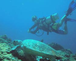 Euro Divers Vilamendhoo-Diver with Turtle